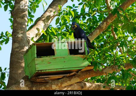 Macaw de jacinthe (Anodorhynchus hyacinthinus) adulte, assis sur la boîte de nidification de l'arbre, Pantanal, Mato Grosso, Brésil Banque D'Images