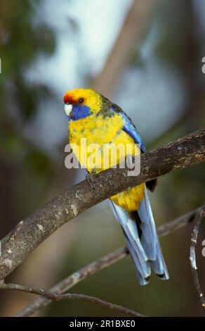 Rosella vert (Platycercus caledonicus), Parakeets à ventre jaune, endémique, perroquets, Parakeets à queue plate, Perruches, animaux, oiseaux, rose verte Banque D'Images