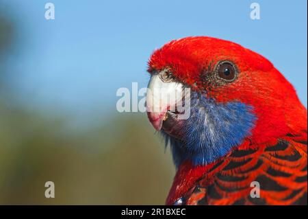 Crimson Rosella (Platycercus elegans) adulte, gros plan de la tête, Lamington N. P. Queensland, Australie Banque D'Images