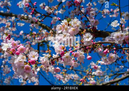 Au printemps, il y a beaucoup de belles fleurs sur les arbres. Banque D'Images