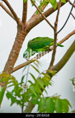 amazone à bec noir adulte (Amazona agilis), assise sur une succursale, Ecclesdown Road, Jamaïque Banque D'Images