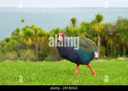 Takahe, takahe de l'île du Sud (Porphyrio hochstetteri), takahes de l'île du Sud, takahes, rails, animaux, oiseaux, takahe adulte, se nourrissant lors du pâturage Banque D'Images