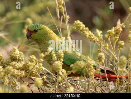 Austal Parakeet (Enicognathus ferrugineus) adulte, alimentation, Villa Pehuenia, Neuquen, Argentine Banque D'Images