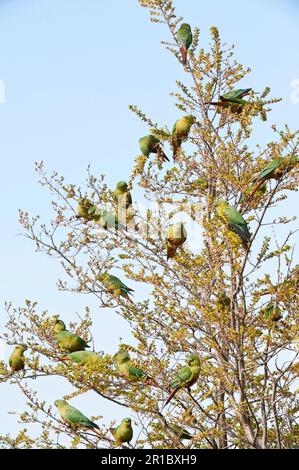 Troupeau de parakeet austral (Enicognathus ferrugineus) se nourrissant d'arbres à fleurs, Villa Pehuenia, province de Neuquen, Patagonie, Argentine Banque D'Images