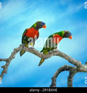 Mory à ventre noir, mory à ventre noir, loris, perroquets, animaux, Oiseaux, Lousiade (Lorius hypoinochrous hypoinochrous) paire de Lory à ventre violet Banque D'Images