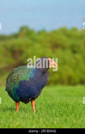 Takahe, takahe de l'île du Sud (Porphyrio hochstetteri), takahes de l'île du Sud, takahes, rails, animaux, Oiseaux, takahe adulte, debout sur l'herbe, Tiritiri Banque D'Images