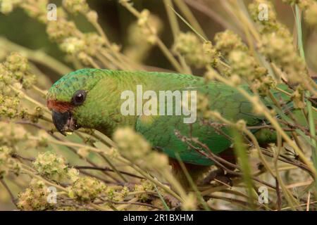 Austal Parakeet (Enicognathus ferrugineus) adulte, alimentation, Villa Pehuenia, Neuquen, Argentine Banque D'Images