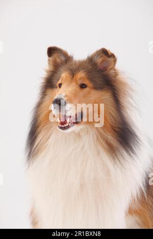 Rough Collie, homme Banque D'Images