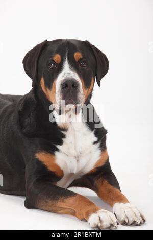 Grand chien de montagne suisse, homme, 7 ans Banque D'Images