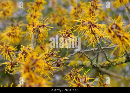 Hamamelidaceae (Hamamelis), Allemagne Bade-Wurtemberg, Weinheim, jardin botanique Hermannshof Banque D'Images