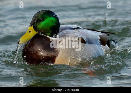 Mallard (Anas platyrhychos), Allemagne Banque D'Images