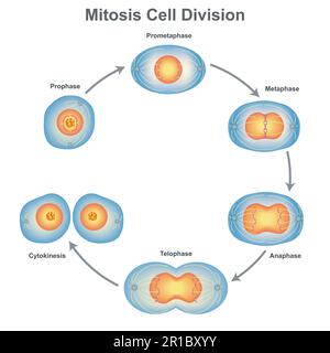 Illustration de mitose de cellules animales avec chromosomes. Illustration vectorielle des phases de mitose Division cellulaire conception scientifique des phases de mitose Div. Cellulaire Illustration de Vecteur