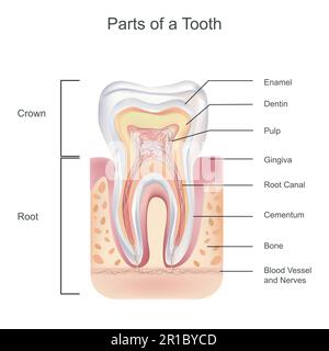 Illustration biologique de l'anatomie détaillée des dents, la structure des dents, l'émail, qui est entièrement inorganique et est le tissu le plus dur dans le corps, co Illustration de Vecteur