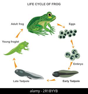 Cycle de vie d'une illustration de vecteur grenouille. Processus de transformation à toutes les étapes. Exemples de phases d'œufs, d'embryons, de tadpole et d'adultes. Les métamorphies explanent Illustration de Vecteur