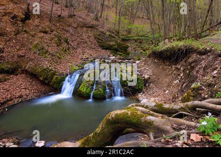 Belle cascade profondément dans les bois des montagnes Apuseni; belle gorge de Borzesti, une zone naturelle en Transylvanie Banque D'Images