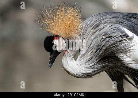 Grue à couronne grise (Balearia regulorum) - oiseau national de l'Ouganda Banque D'Images