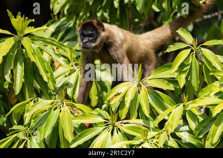 singe araignée de geoffroy alias singe araignée à main noire Banque D'Images