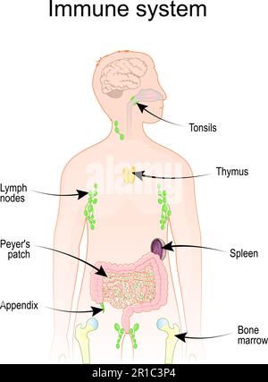 Systèmes immunitaires et lymphatiques. Anatomie humaine. Silhouette humaine avec organes internes. Poster vectoriel Illustration de Vecteur