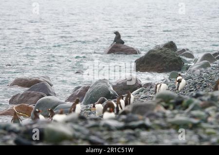 Phoque sur la roche en Antarctique Banque D'Images