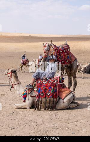 Pilotes et chameaux sur l'esplanade de Giza au Caire, en Égypte Banque D'Images