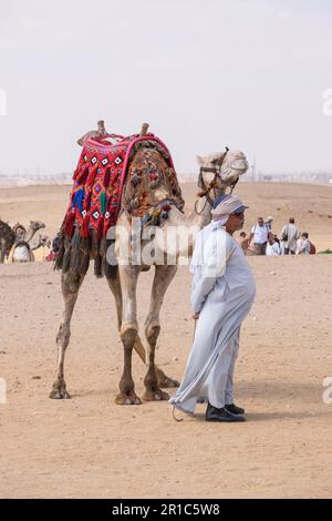 Homme à côté de son chameau sur l'esplanade de Giza au Caire, en Égypte Banque D'Images