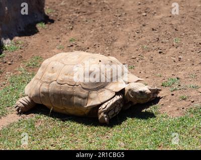 Tortue terrestre, geochelone sulcata Banque D'Images