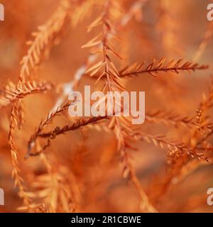 branches orange d'un cyprès chauve Banque D'Images