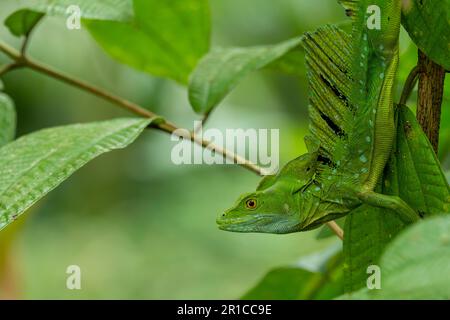 Basilisque à double crête, Basiliscus plumifrons, sur branche, Costa Rica - photo de stock Banque D'Images