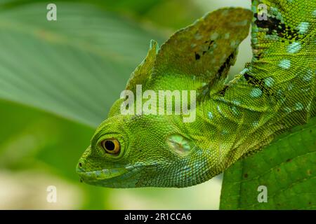 Basilisque à double crête, Basiliscus plumifrons, sur branche, Costa Rica - photo de stock Banque D'Images