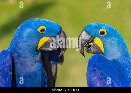 Deux jacinthes macaw à la fête des animaux de compagnie à Singapour. Banque D'Images