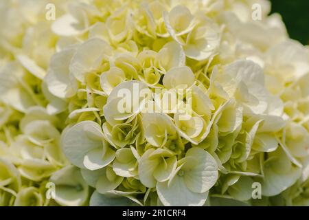 Hortensia jaune fleurissant dans la nature. Hydrangea est un genre de plantes avec 70-75 sortes de fleurs Banque D'Images