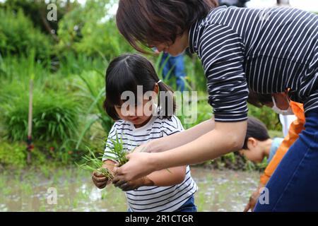 Tokyo, Japon. 13th mai 2023. Une fille tente de planter des semis de riz dans un jardin sur le toit à Tokyo, au Japon, en 13 mai 2023. Avec la Tour de Tokyo en arrière-plan, le jardin sur le toit du complexe des collines de Roppongi a attiré samedi les travailleurs urbains et les résidents locaux qui essayaient de planter du riz. Environ 140 personnes, dont 60 enfants, sont entrés dans le riz boueux et ont appris à planter des semis de riz dans le jardin des hauts-dans-le-ciel qui est à environ 45 mètres au-dessus du sol. Credit: Qian Zheng/Xinhua/Alamy Live News Banque D'Images