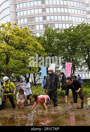 Tokyo, Japon. 13th mai 2023. Les gens essaient de planter des semis de riz dans un jardin sur le toit à Tokyo, Japon, 13 mai 2023. Avec la Tour de Tokyo en arrière-plan, le jardin sur le toit du complexe des collines de Roppongi a attiré samedi les travailleurs urbains et les résidents locaux qui essayaient de planter du riz. Environ 140 personnes, dont 60 enfants, sont entrés dans le riz boueux et ont appris à planter des semis de riz dans le jardin des hauts-dans-le-ciel qui est à environ 45 mètres au-dessus du sol. Credit: Qian Zheng/Xinhua/Alamy Live News Banque D'Images