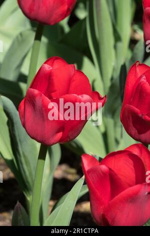 Tulipe unique tardive « Ile de France » Banque D'Images