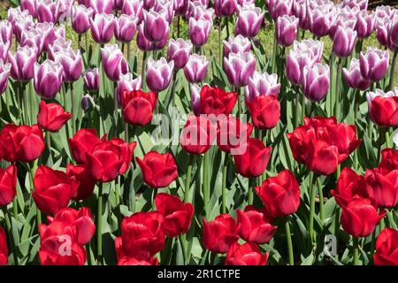 Parterre de fleurs rose rouge, jardin, mixte, Tulipes, Tulipe rouge 'Ile de France', Tulipa rose 'Armée du Salut' Banque D'Images