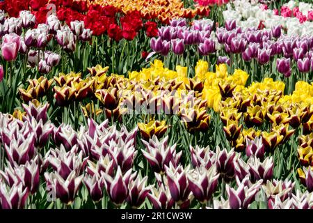 Tulipes colorées jardin Blanc jaune Violet Rose Rouge affichage mixte Flower Bed cultivars Spring Flowerbeds Triumph Tulips fleurissant en couleurs Banque D'Images