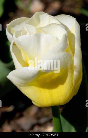 Jaune, blanc, tulipe « Calgary Flames », fleur, portrait Banque D'Images