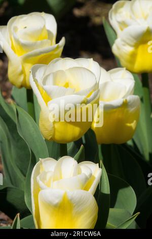 Jaune blanc, tulipe « Calgary Flames », tulipes, belle, cultivar, Triomphe Tulip, fleurs, Groupe Banque D'Images
