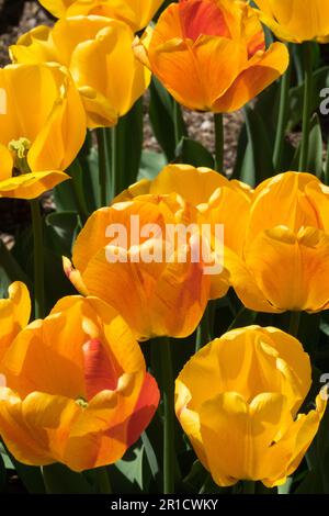 Tulipe 'Beauté d'Apeldoorn', tulipes d'orange, tulipe de Darwin, cultivar Banque D'Images