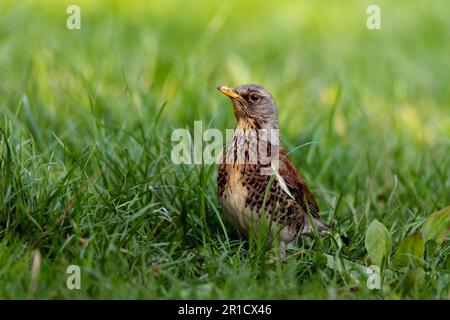 Portrait du champ (Turdus pilaris). Petit oiseau dans l'environnement. Banque D'Images