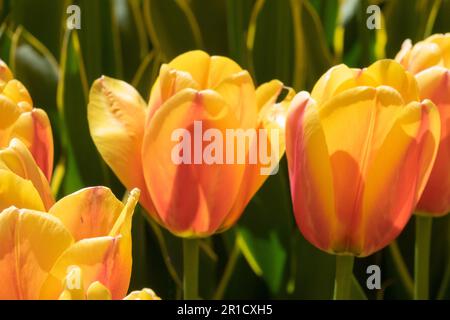 Orange, pétales, tulipes, groupe, hybride Darwin, Tulipe, fleurs Orange coupe Tulips en forme de tulipe 'World Peace' illuminée par le soleil Banque D'Images