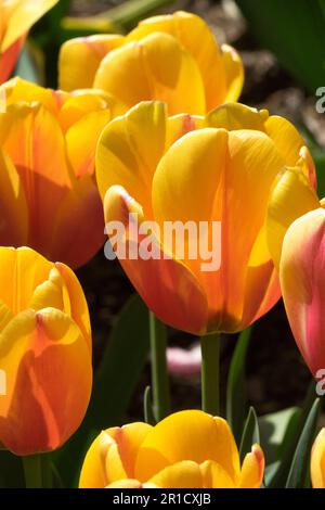 Orange, pétales, tulipes, groupe, hybride Darwin, Tulipe, fleurs, tulipes orange Banque D'Images