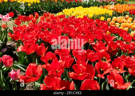 Exposition de tulipes diverses au jardin Banque D'Images