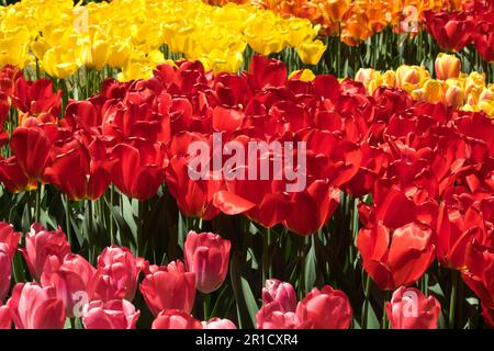 Rouge, jaune, orange, tulipes, printemps, Jardin, lit, mélange, fleurs, Groupe Banque D'Images