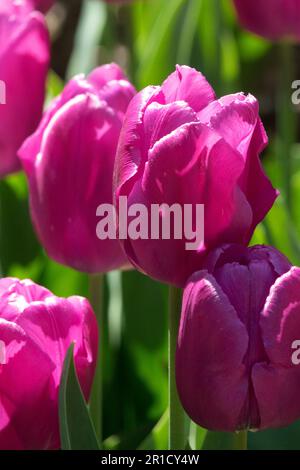 Tulipe « Prince violet », portrait de Tulipa Banque D'Images