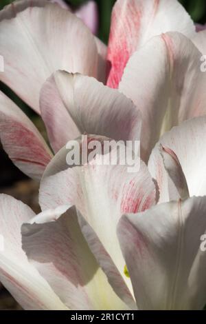 Tulipe 'hémisphère' Tulipa, blanc, Tulips Banque D'Images