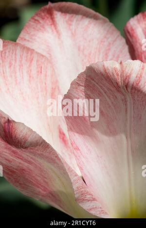Brillant, crème, cultivar, fleur, crémeux, Couleur, pétales, tulipe 'hémisphère' Tulipa Banque D'Images