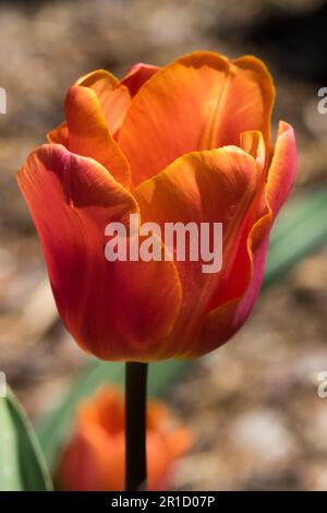 Tulipe « Charade », portrait de fleur orange Banque D'Images