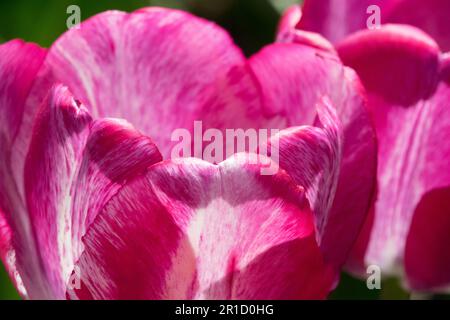 Pantalon de survêtement tulipe rose à fleurs violettes Banque D'Images