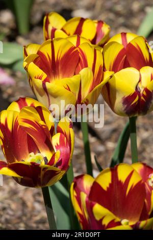 Tulipa 'Helmar', tulipe rouge jaune Banque D'Images